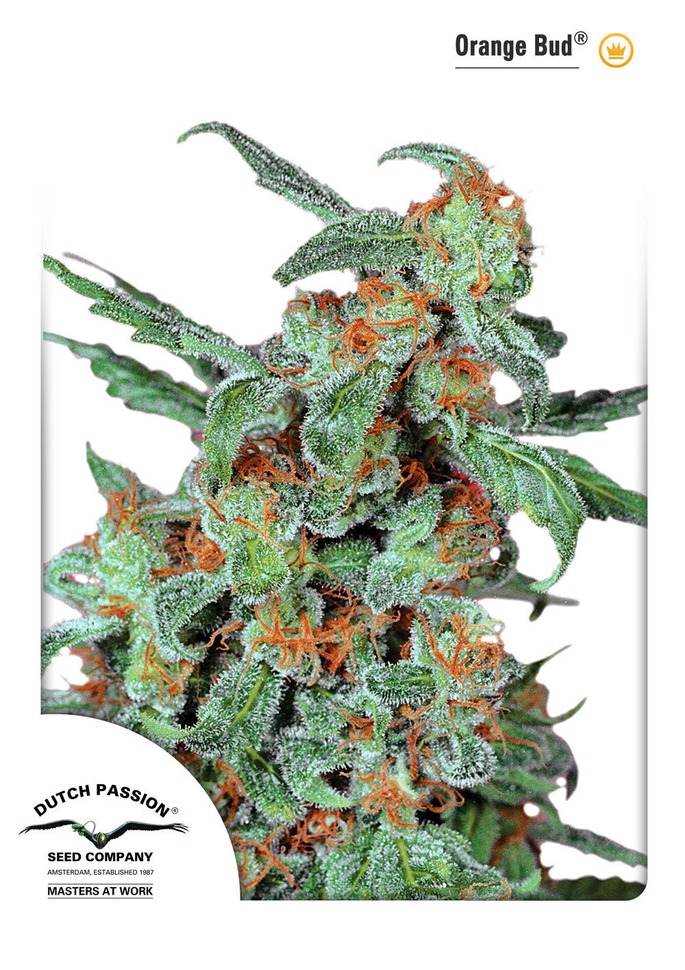 Dutch Passion - Orange Bud (reg.)
