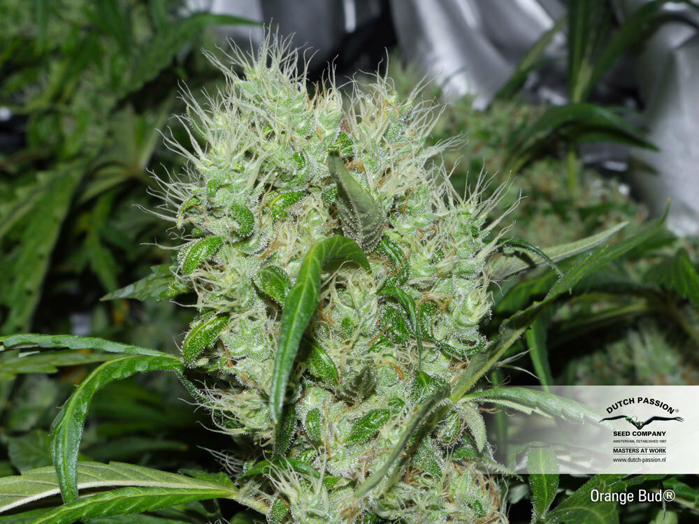 Dutch Passion - Orange Bud (reg.)