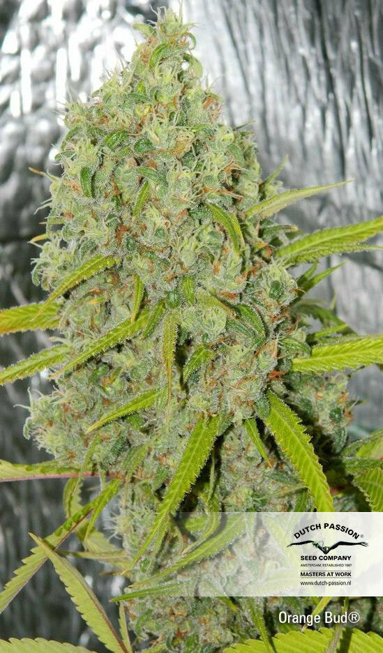 Dutch Passion - Orange Bud (reg.)