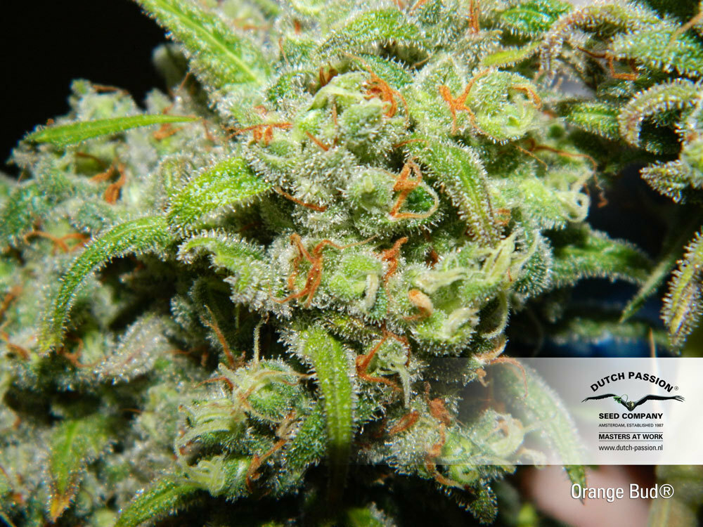 Dutch Passion - Orange Bud (reg.)