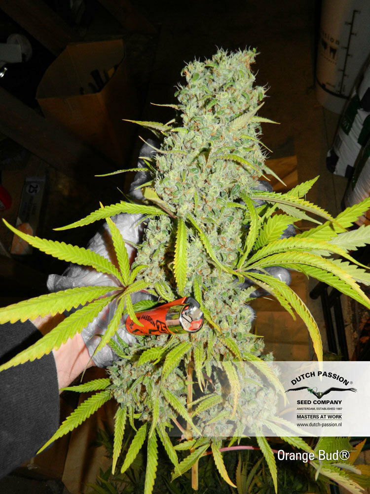Dutch Passion - Orange Bud (reg.)
