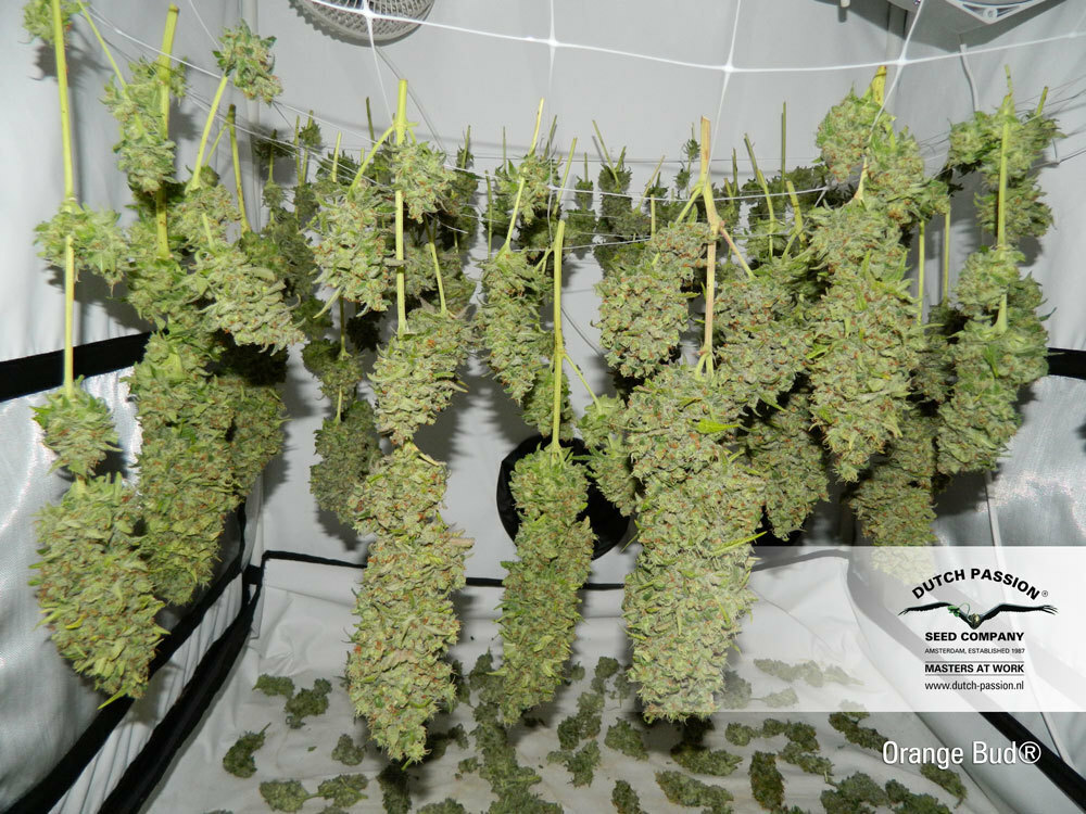 Dutch Passion - Orange Bud (reg.)