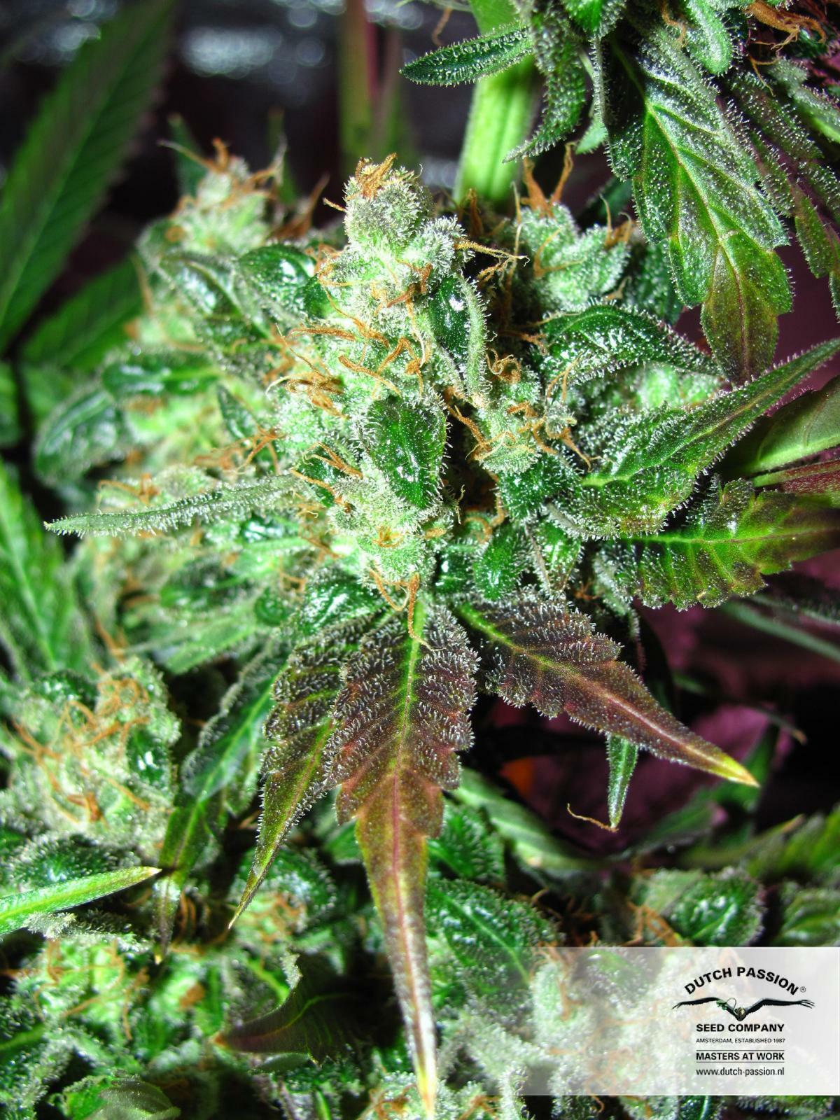 Dutch Passion - Orange Bud (reg.)