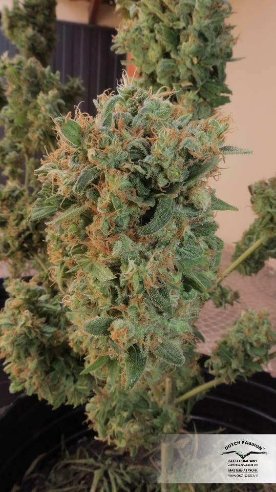 Dutch Passion - Orange Bud (reg.)