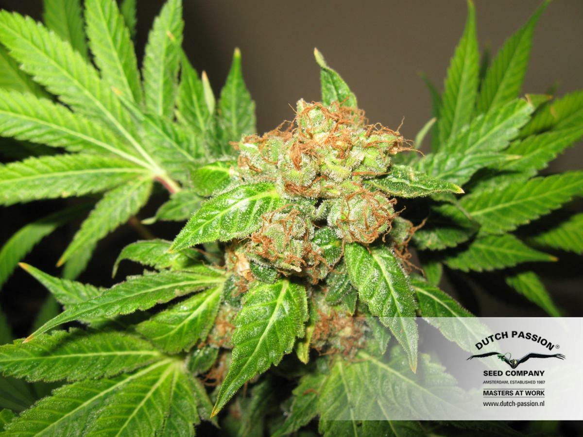 Dutch Passion - Orange Bud (reg.)