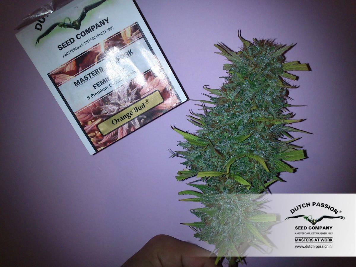 Dutch Passion - Orange Bud (reg.)