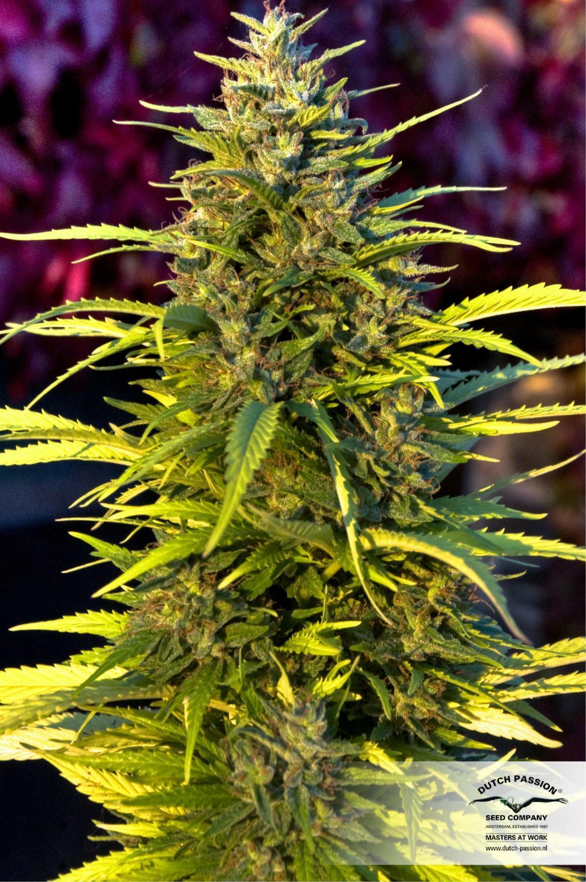 Dutch Passion - Orange Bud (reg.)