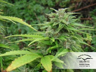 Dutch Passion - Orange Bud (reg.)