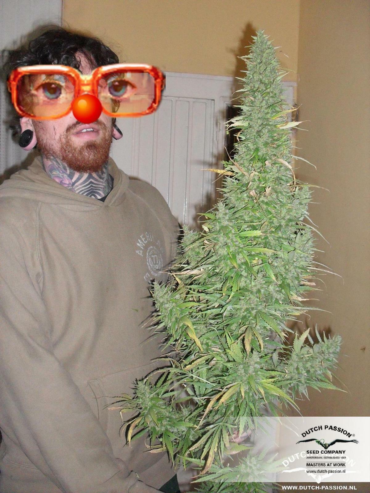 Dutch Passion - Orange Bud (reg.)