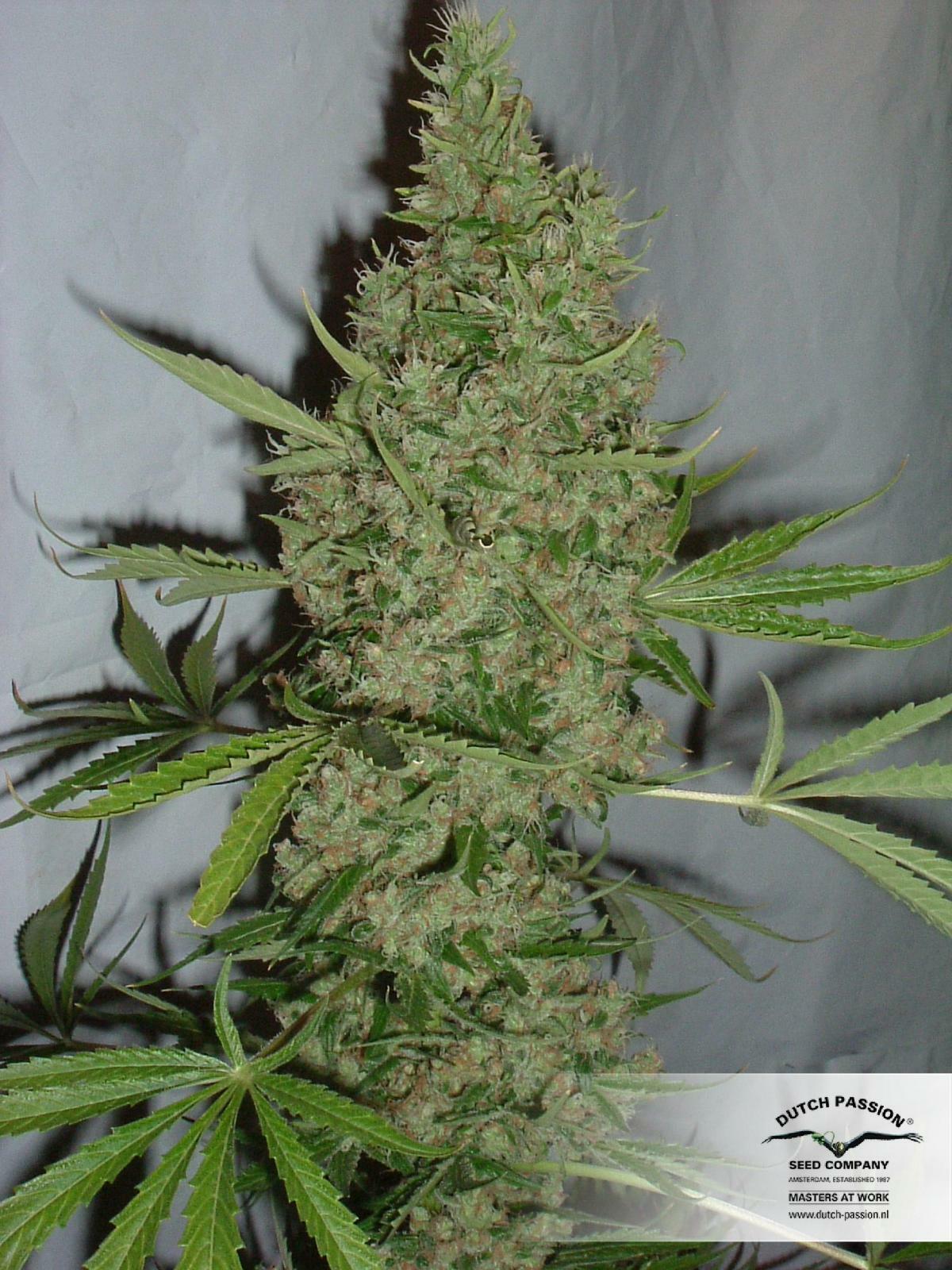 Dutch Passion - Orange Bud (reg.)