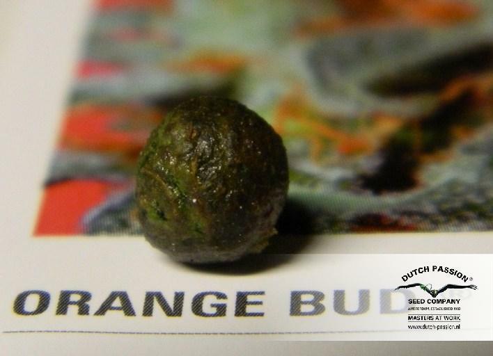 Dutch Passion - Orange Bud (reg.)