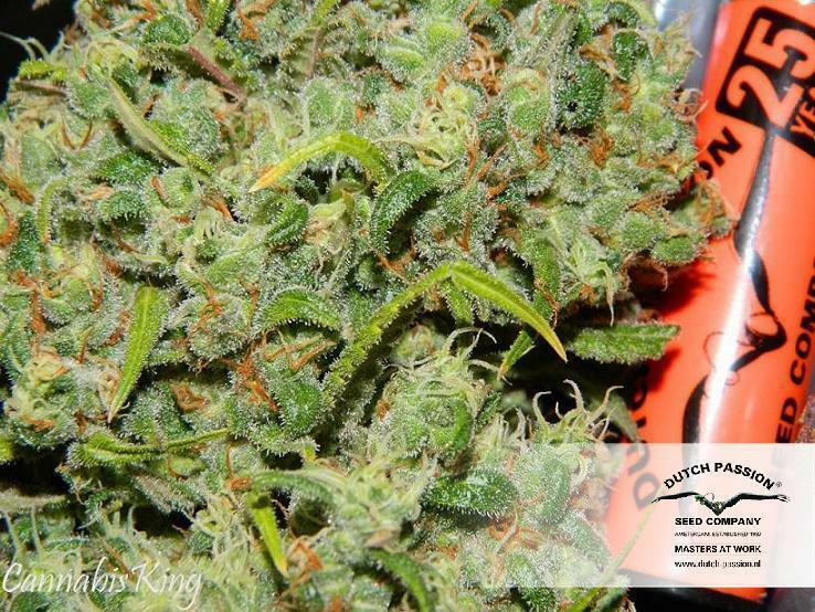 Dutch Passion - Orange Bud (reg.)