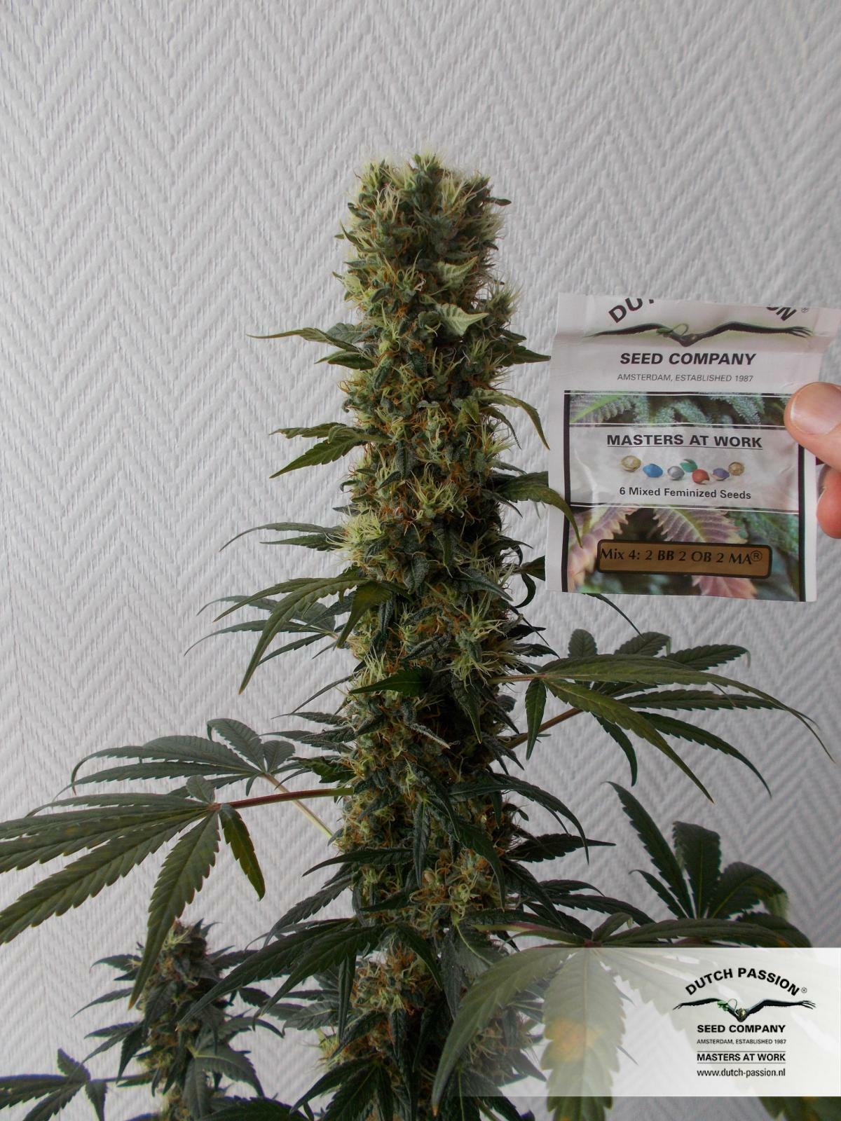 Dutch Passion - Orange Bud (reg.)