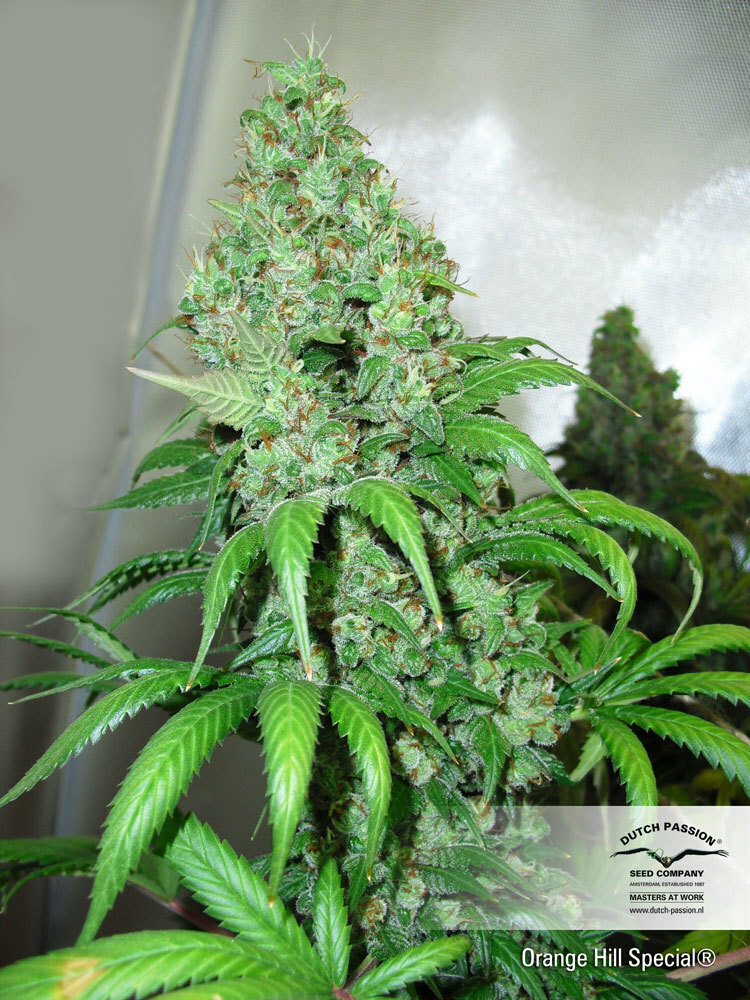 Dutch Passion - Orange Hill Special (reg.)