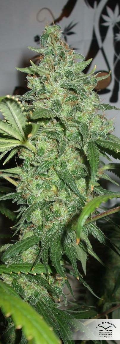 Dutch Passion - Orange Hill Special (reg.)