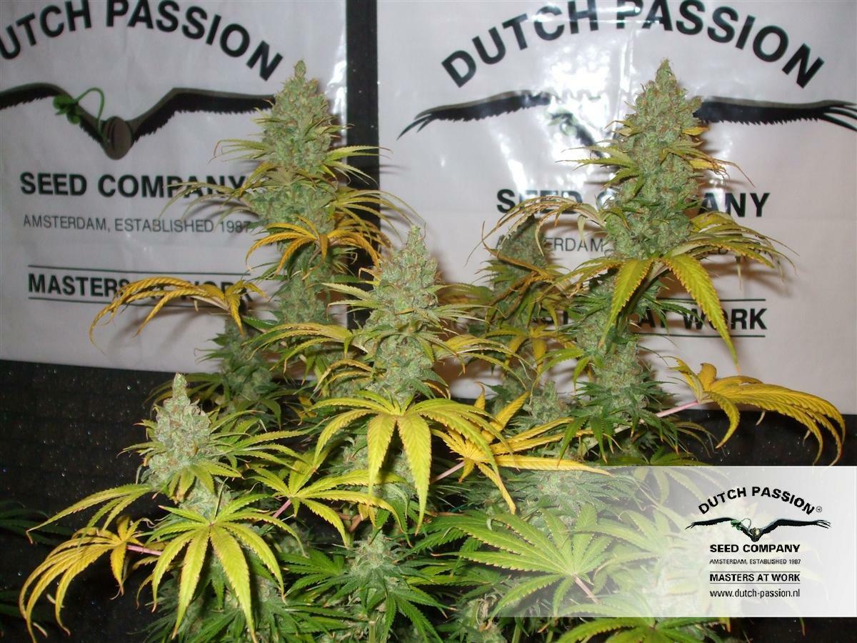 Dutch Passion - Orange Hill Special (reg.)