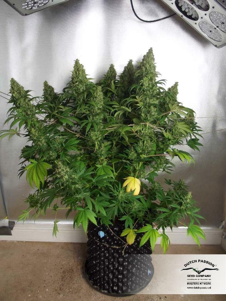 Dutch Passion - Orange Hill Special (reg.)