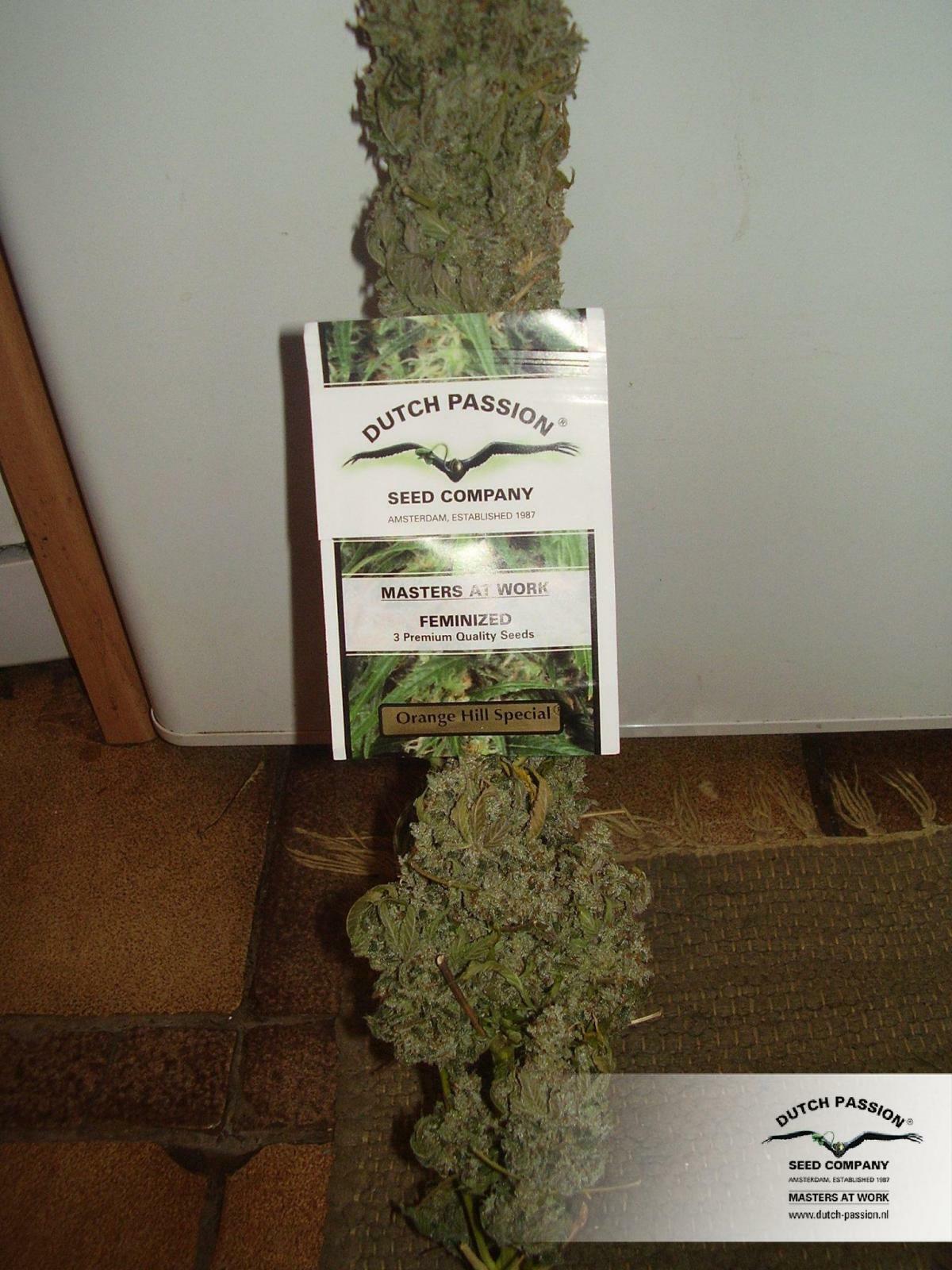 Dutch Passion - Orange Hill Special (reg.) Dutch Passion - Orange Hill Special (reg.)