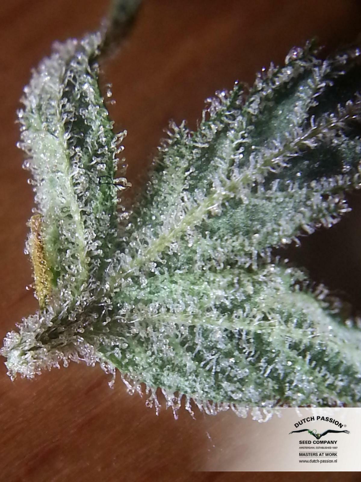 Dutch Passion - Orange Hill Special (reg.) Dutch Passion - Orange Hill Special (reg.)