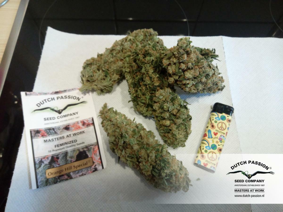 Dutch Passion - Orange Hill Special (reg.) Dutch Passion - Orange Hill Special (reg.)