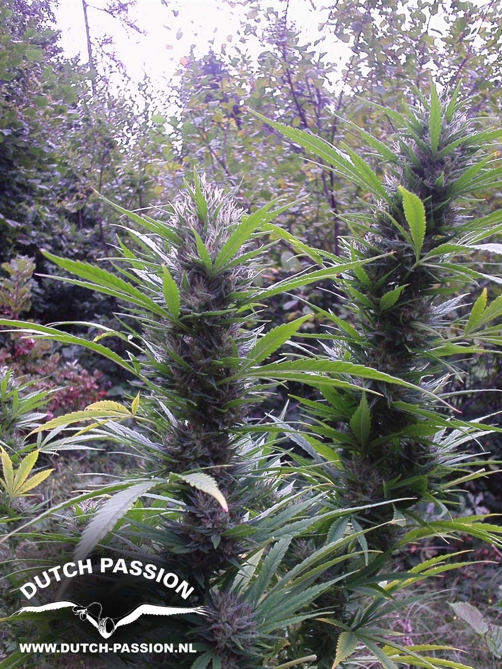 Passion