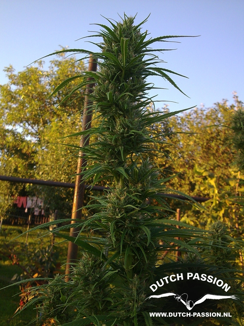 Passion