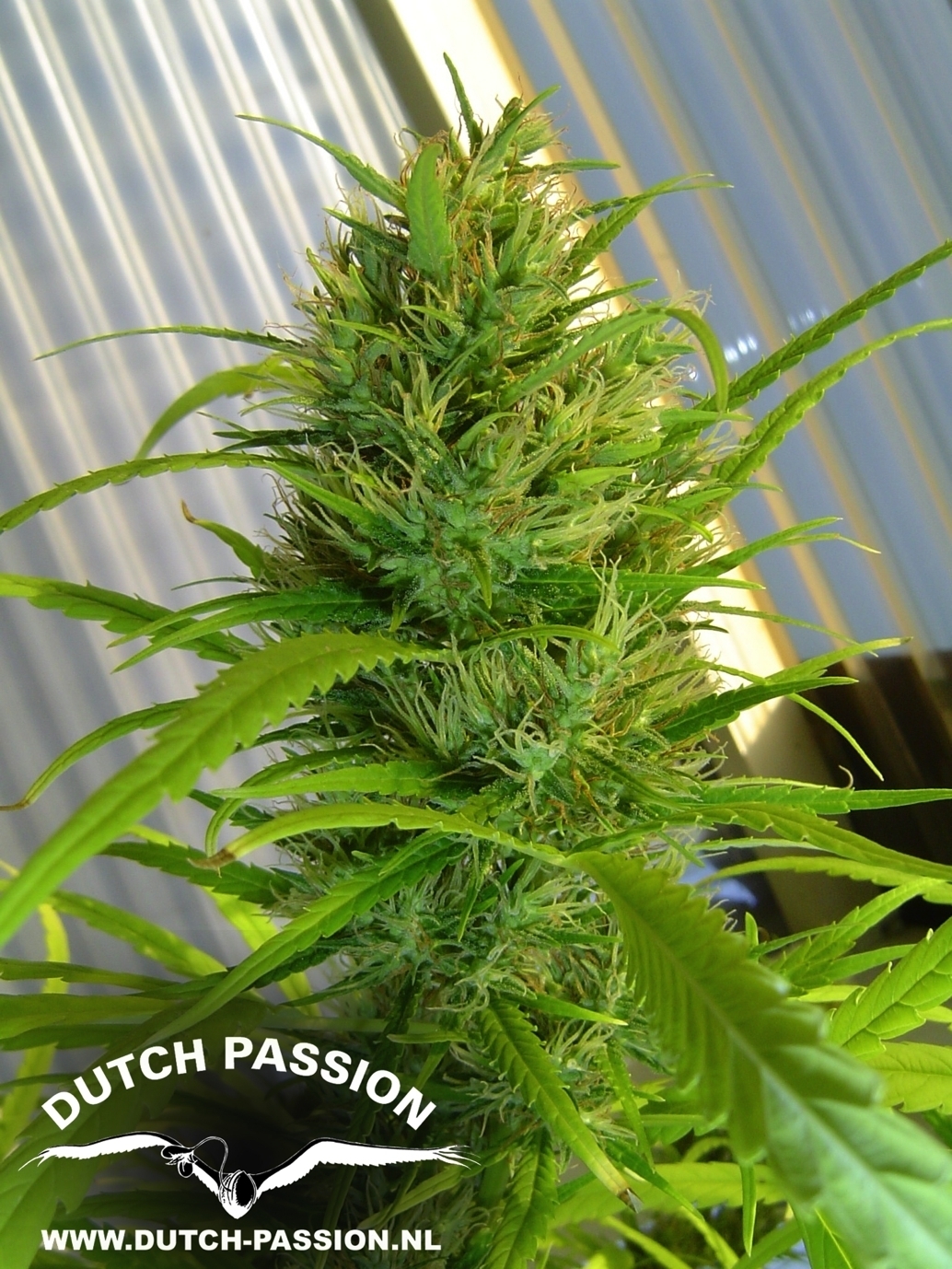 Passion