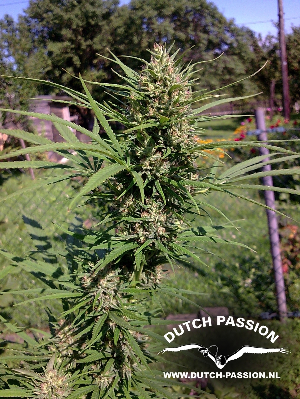 Passion