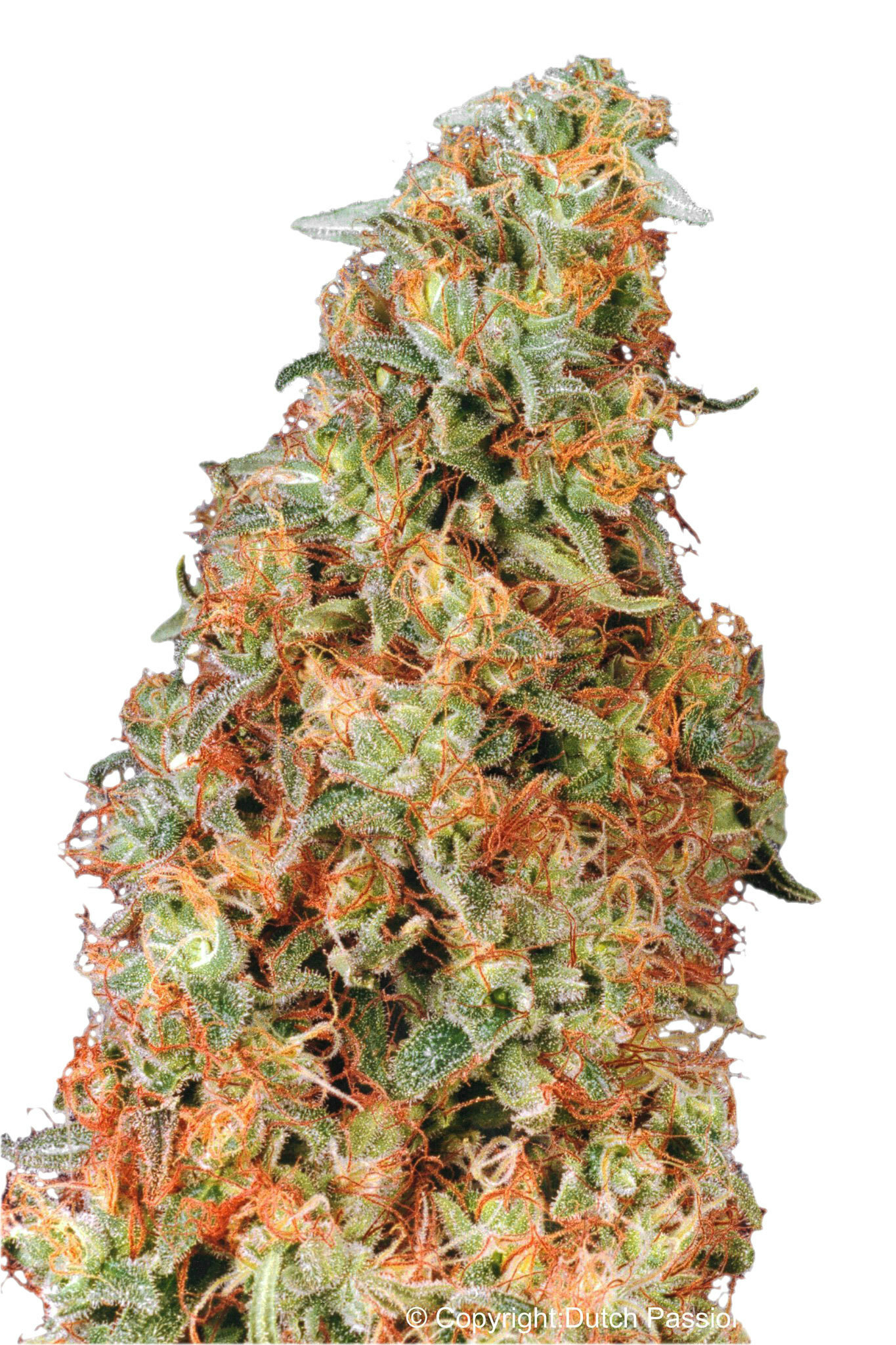 Dutch Passion - Power Plant ®