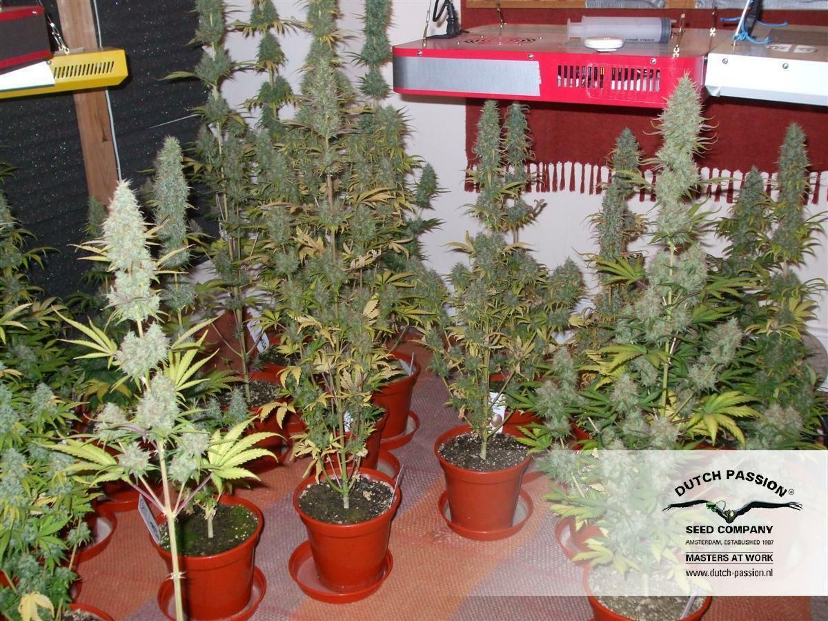 Dutch Passion - Power Plant (reg.)