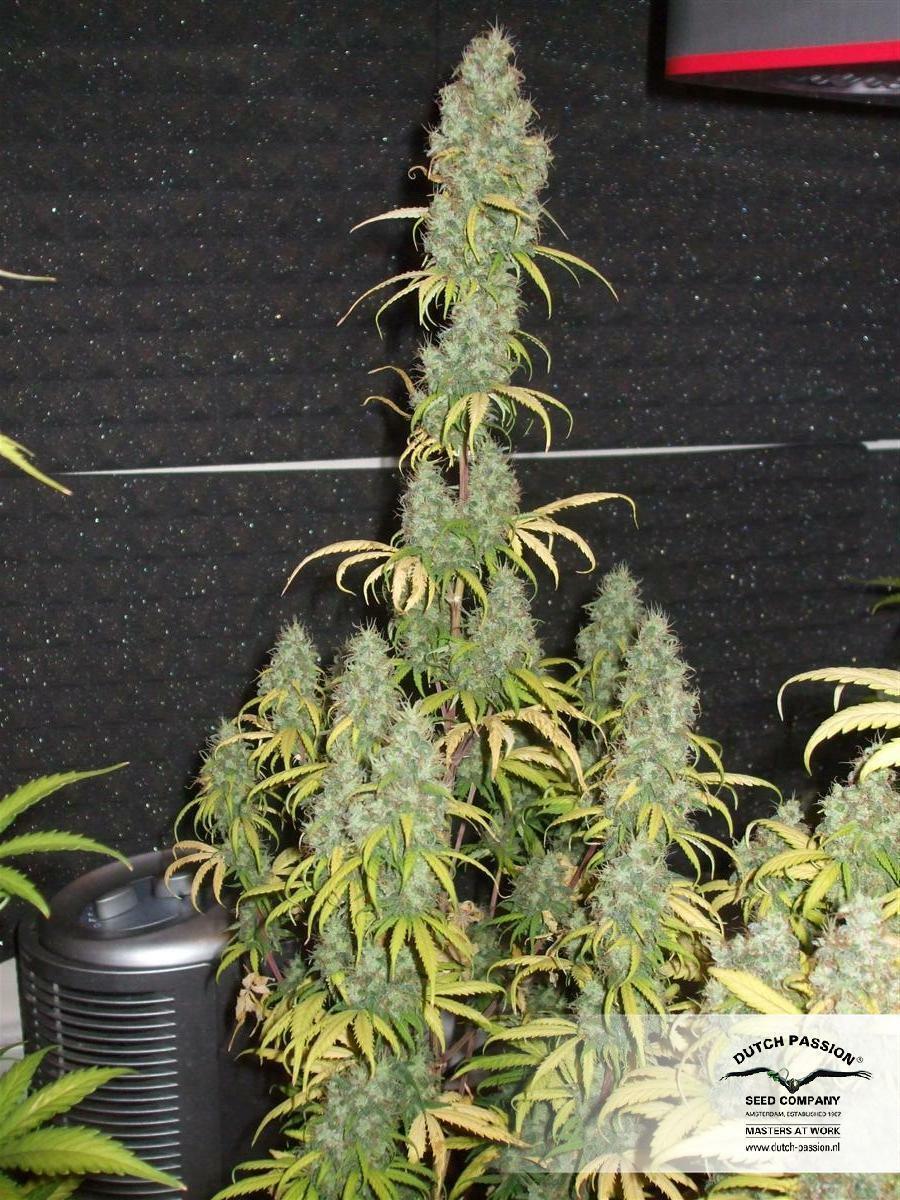 Dutch Passion - Power Plant (reg.)