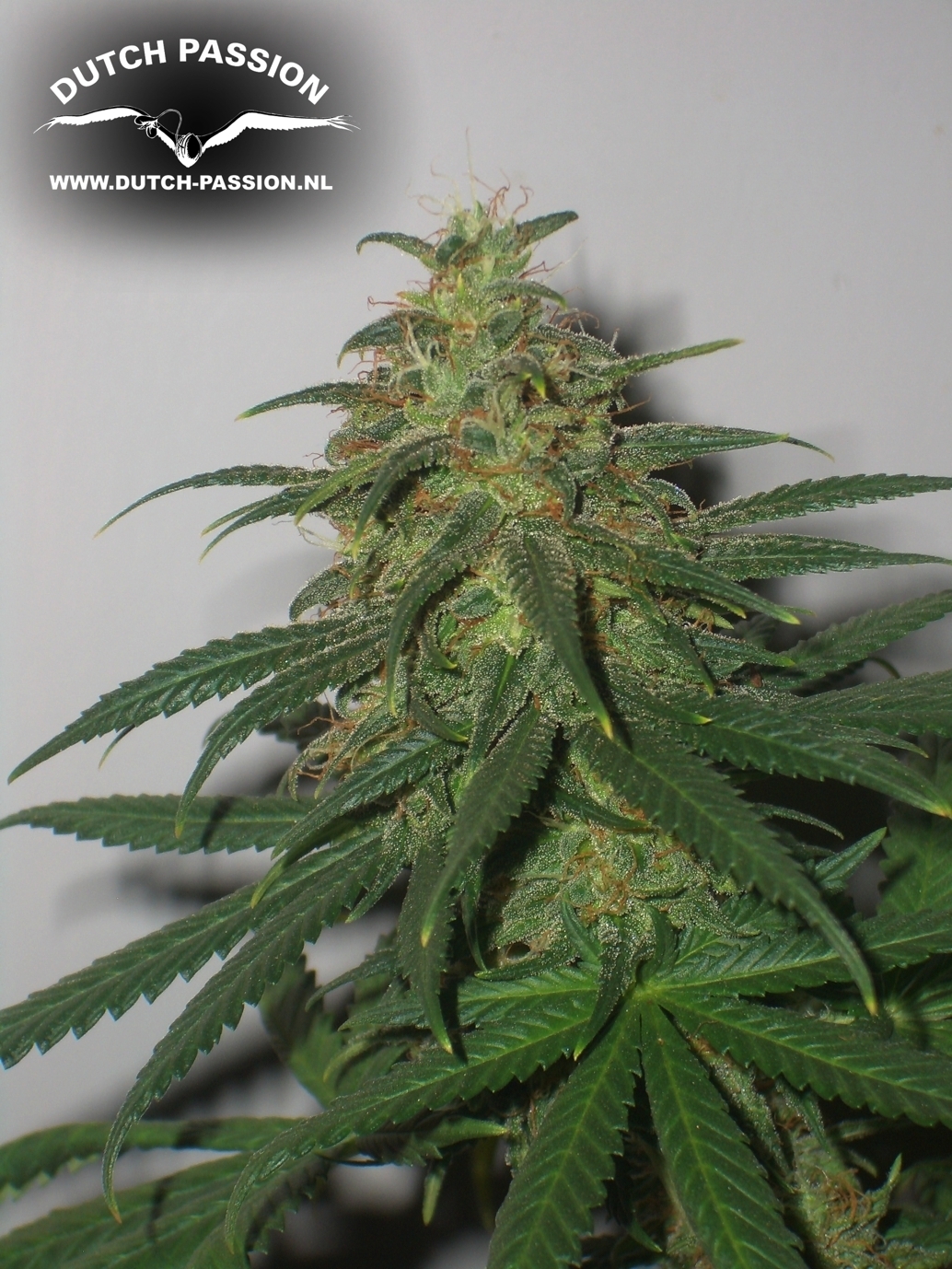 Dutch Passion -  Skunk #1 (reg.)