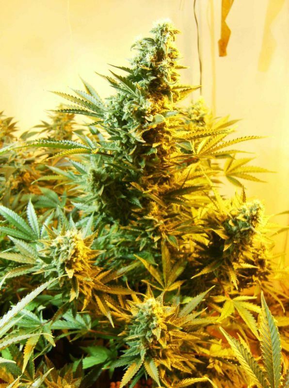 Dutch Passion -  Skunk #1 (reg.)