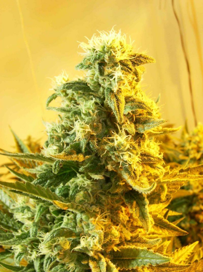 Dutch Passion -  Skunk #1 (reg.)