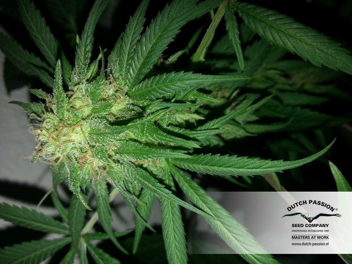 Dutch Passion -  Skunk #1 (reg.)