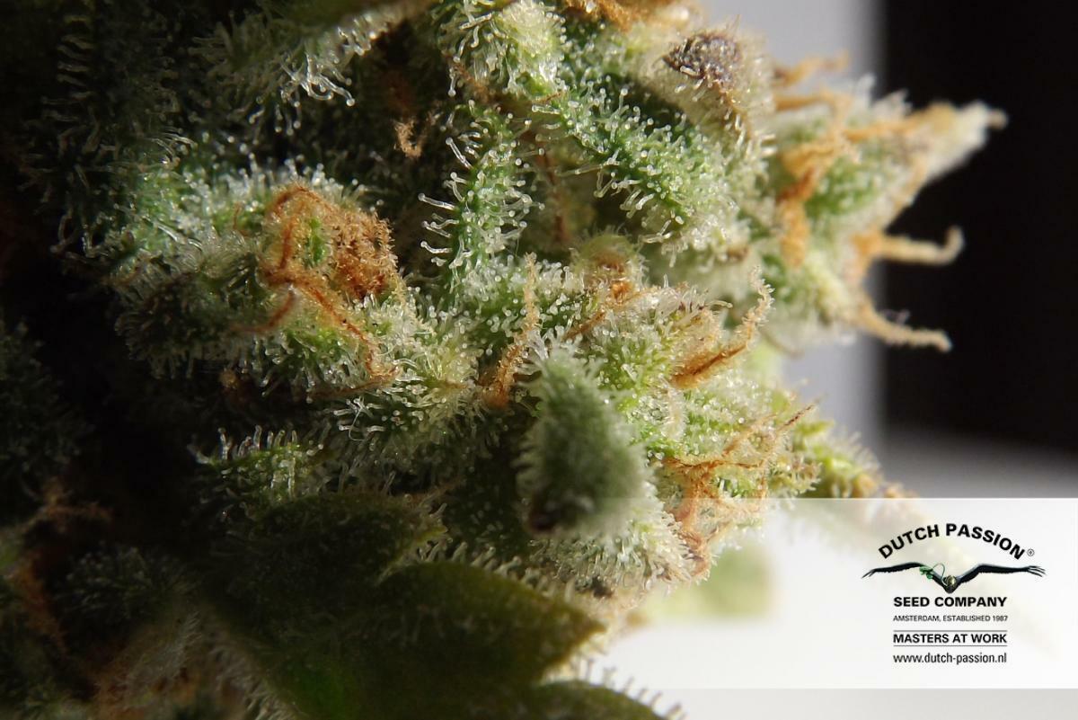 Dutch Passion -  Skunk #1 (reg.)