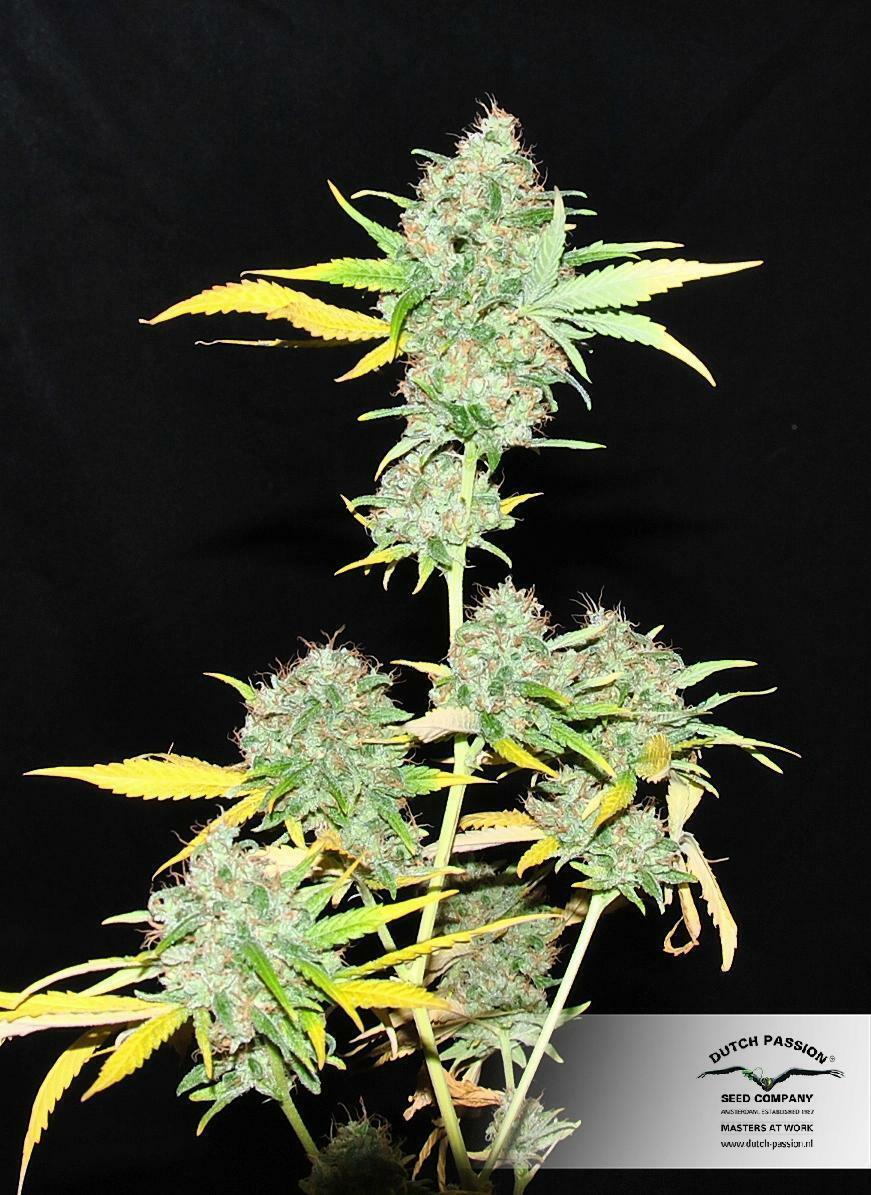 Dutch Passion -  Skunk #1 (reg.)