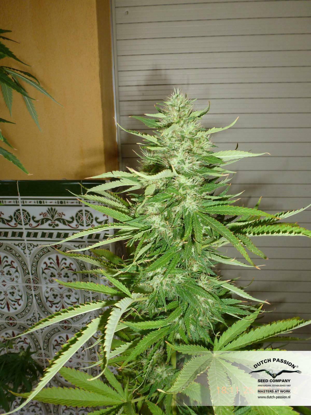 Dutch Passion -  Skunk #1 (reg.)