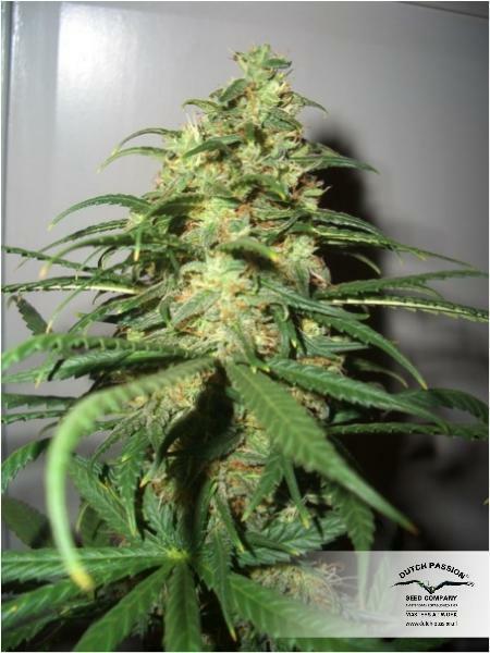 Dutch Passion -  Skunk #1 (reg.)