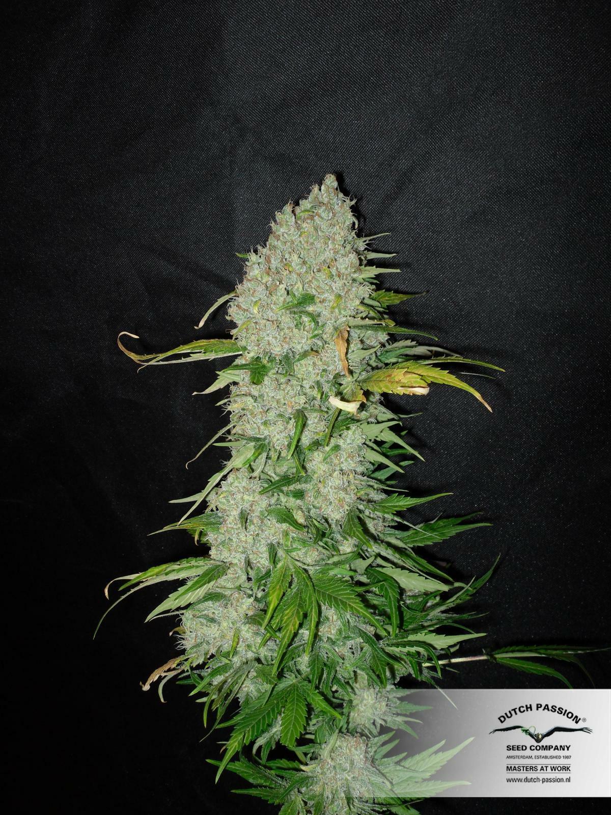 Dutch Passion - White Widow (reg.)