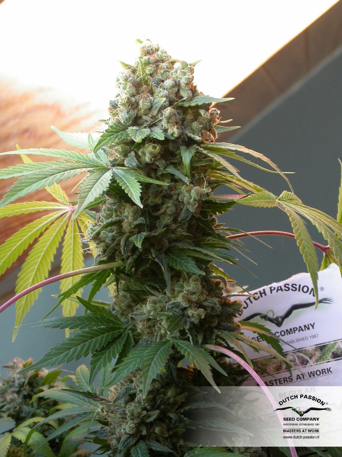 Dutch Passion - White Widow (reg.)