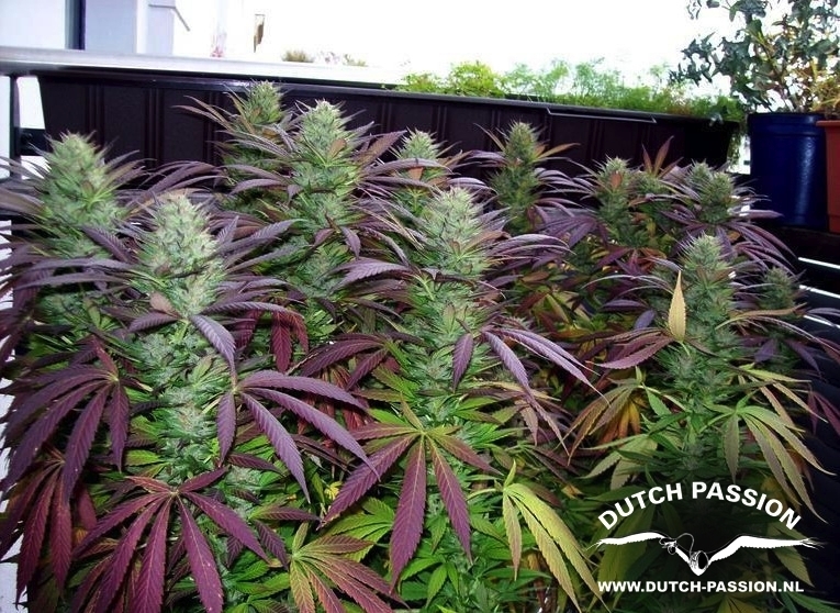 Dutch Passion - White Widow (reg.)