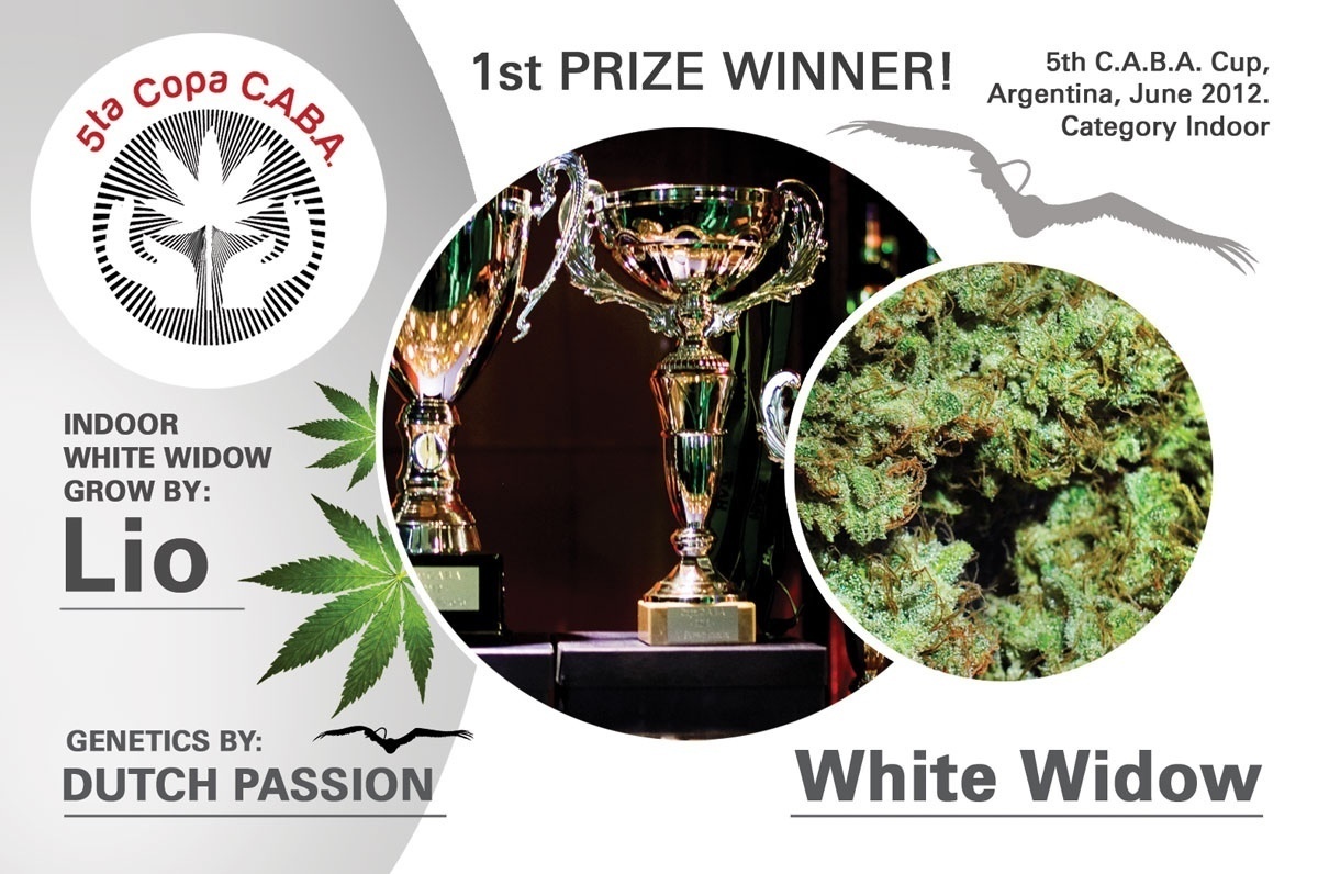 Dutch Passion - White Widow (reg.)