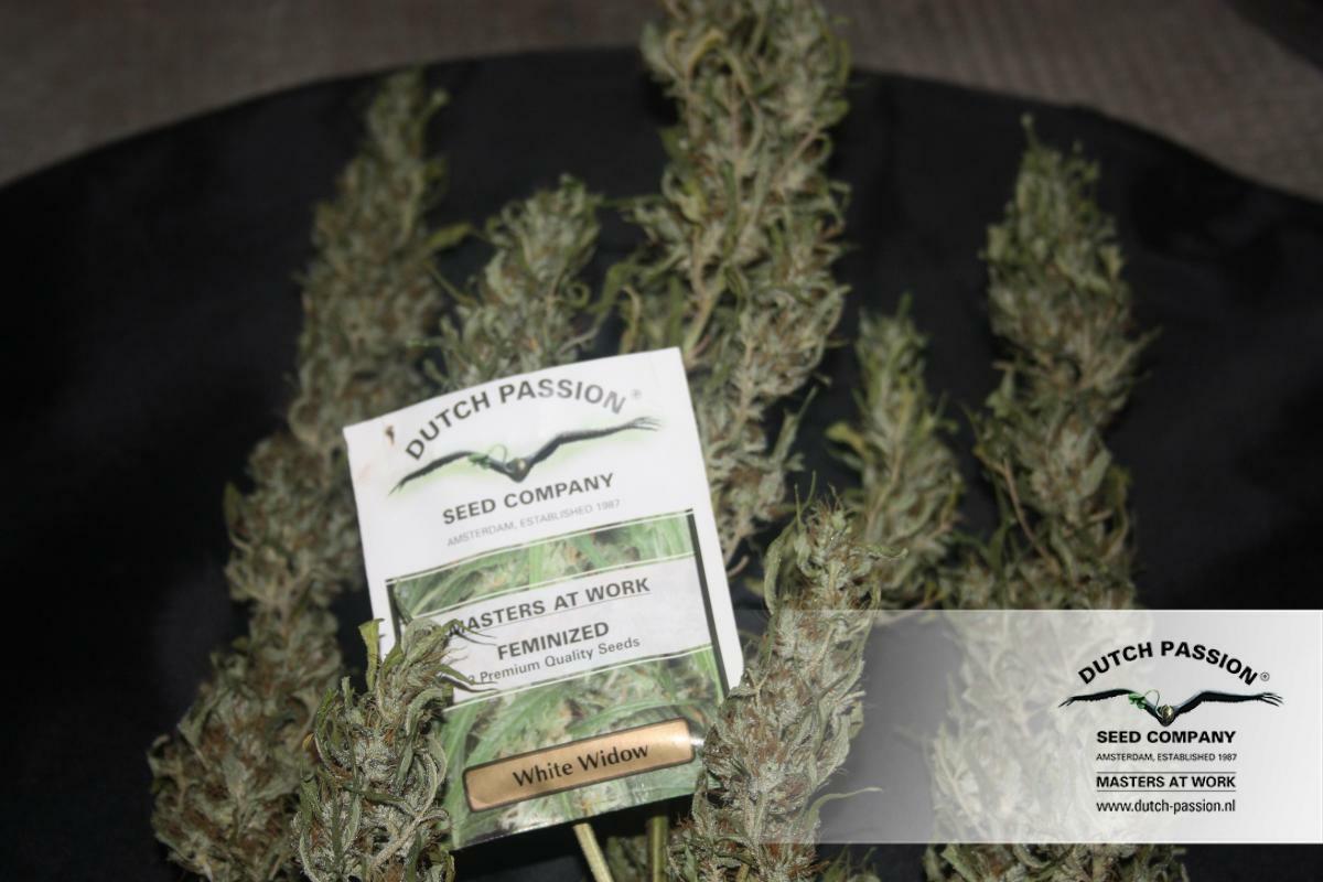 Dutch Passion - White Widow (reg.)