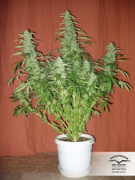 Dutch Passion - White Widow (reg.)