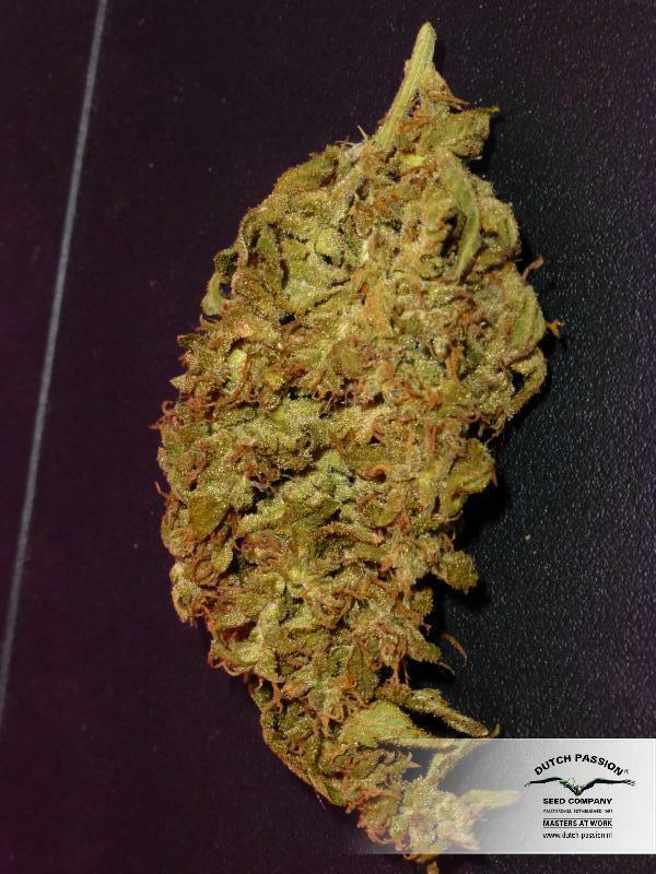 Dutch Passion - White Widow (reg.)