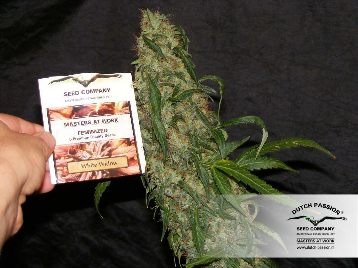 Dutch Passion - White Widow (reg.)