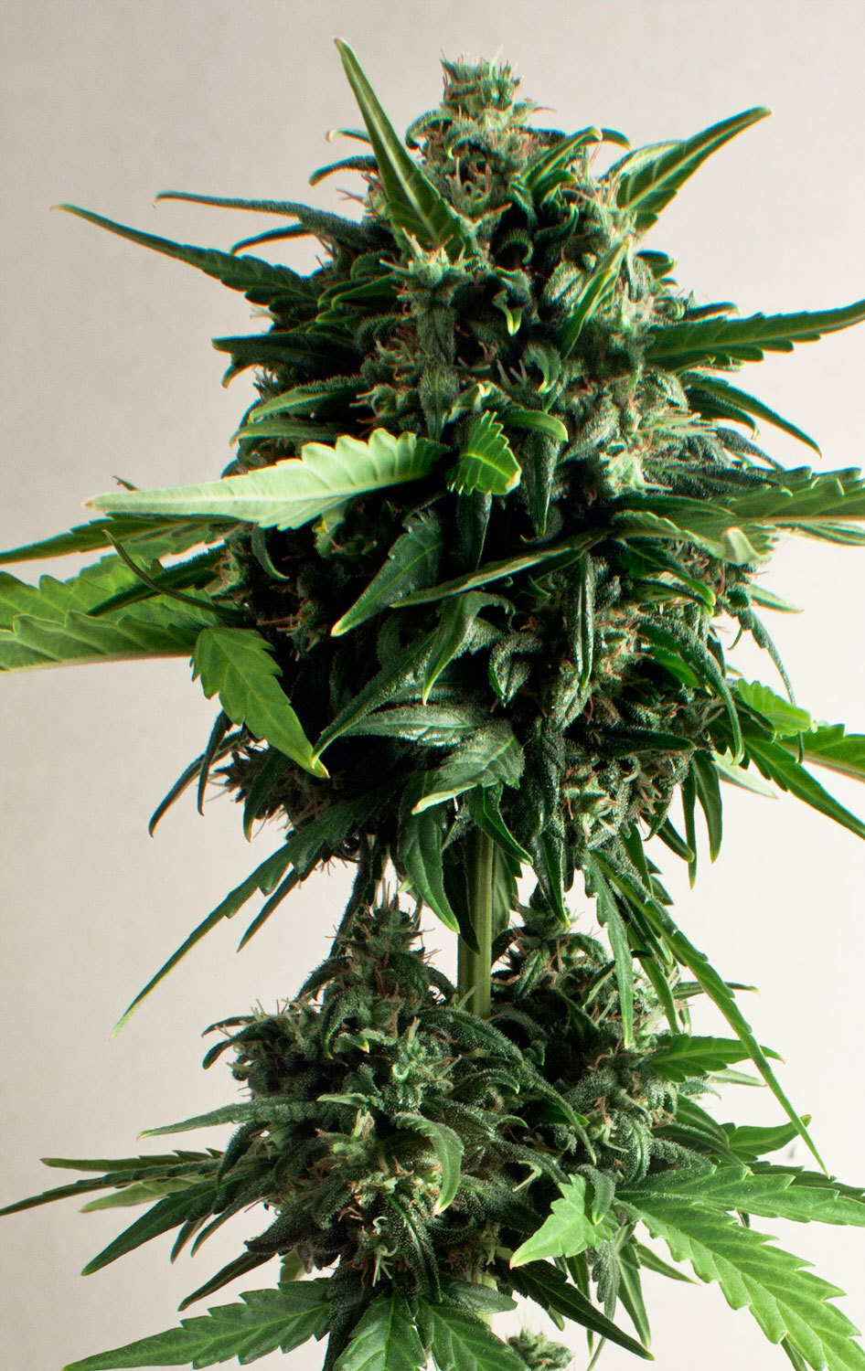 Dutch Passion - PolarLight #3 ® (auto/fem.)