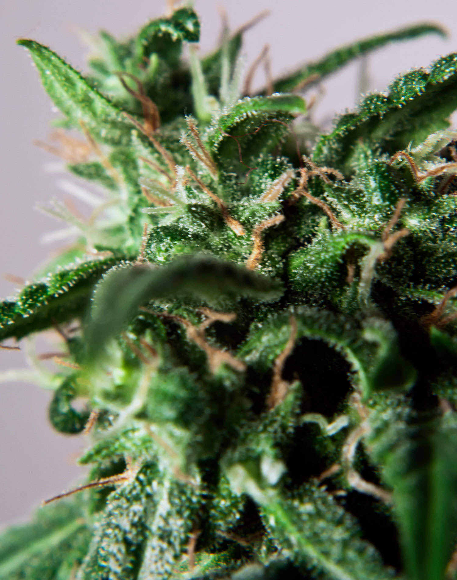 Dutch Passion - PolarLight #3 ® (auto/fem.)