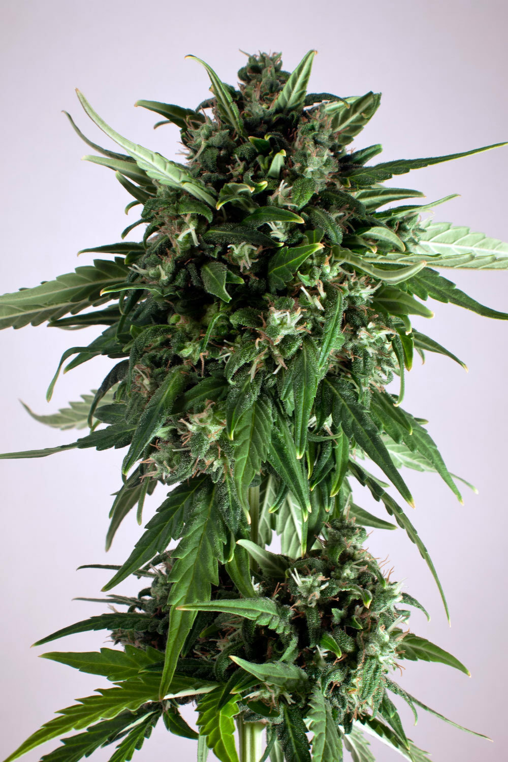 Dutch Passion - PolarLight #3 ® (auto/fem.)